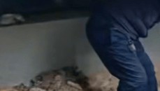 河南长垣女子购买一楼房子在院子里挖出疑似人体骨头,警方介入!物业:多方协调中