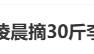 82岁父亲凌晨3点起床摘了30斤李子,儿子:收到时眼睛湿润了