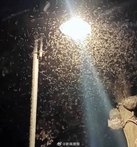 密密麻麻!多得像“马赛克" 武汉一湖边漫天飞虫