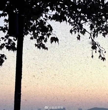 密密麻麻!多得像“马赛克" 武汉一湖边漫天飞虫