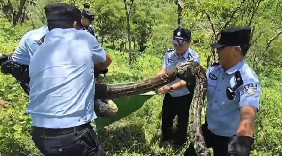 长3.7米、重42斤!云南一村民家羊圈旁惊现网纹蟒,已被民警擒获 当地曾发生巨蟒吞羊