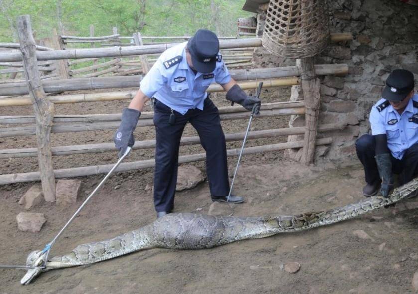 长3.7米、重42斤!云南一村民家羊圈旁惊现网纹蟒,已被民警擒获 当地曾发生巨蟒吞羊