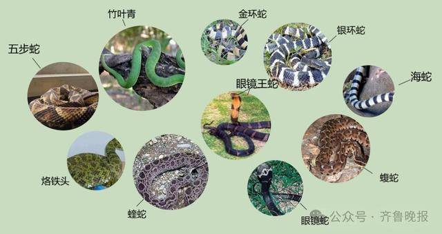 安徽宣城一男子走路玩手机，一脚踩中打架的竹叶青和五步蛇，被俩毒蛇咬3口！医院：暂无生命危险，正在治疗