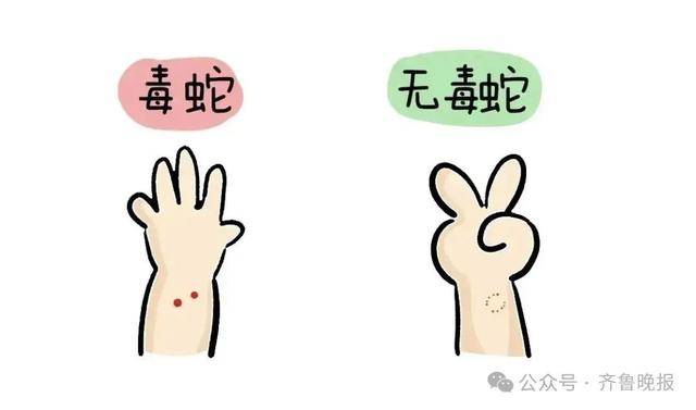 安徽宣城一男子走路玩手机，一脚踩中打架的竹叶青和五步蛇，被俩毒蛇咬3口！医院：暂无生命危险，正在治疗