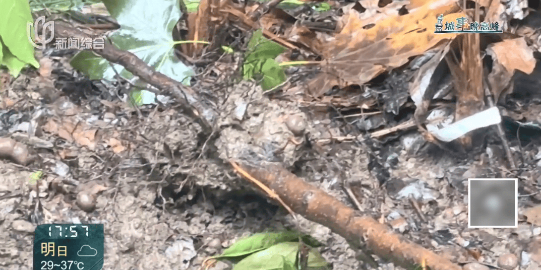 上海这对夫妇住洋房遇到“疯狂邻居”:楼道放大便