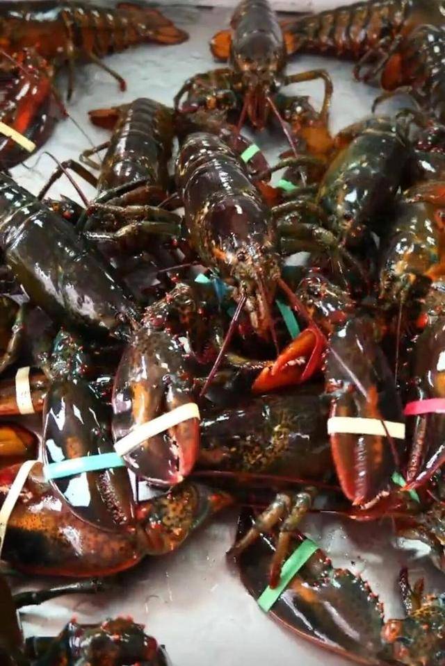 一天20元餐费能吃到龙虾、鲍鱼、海参……河南一幼儿园餐食走红,网友称堪比星级酒店