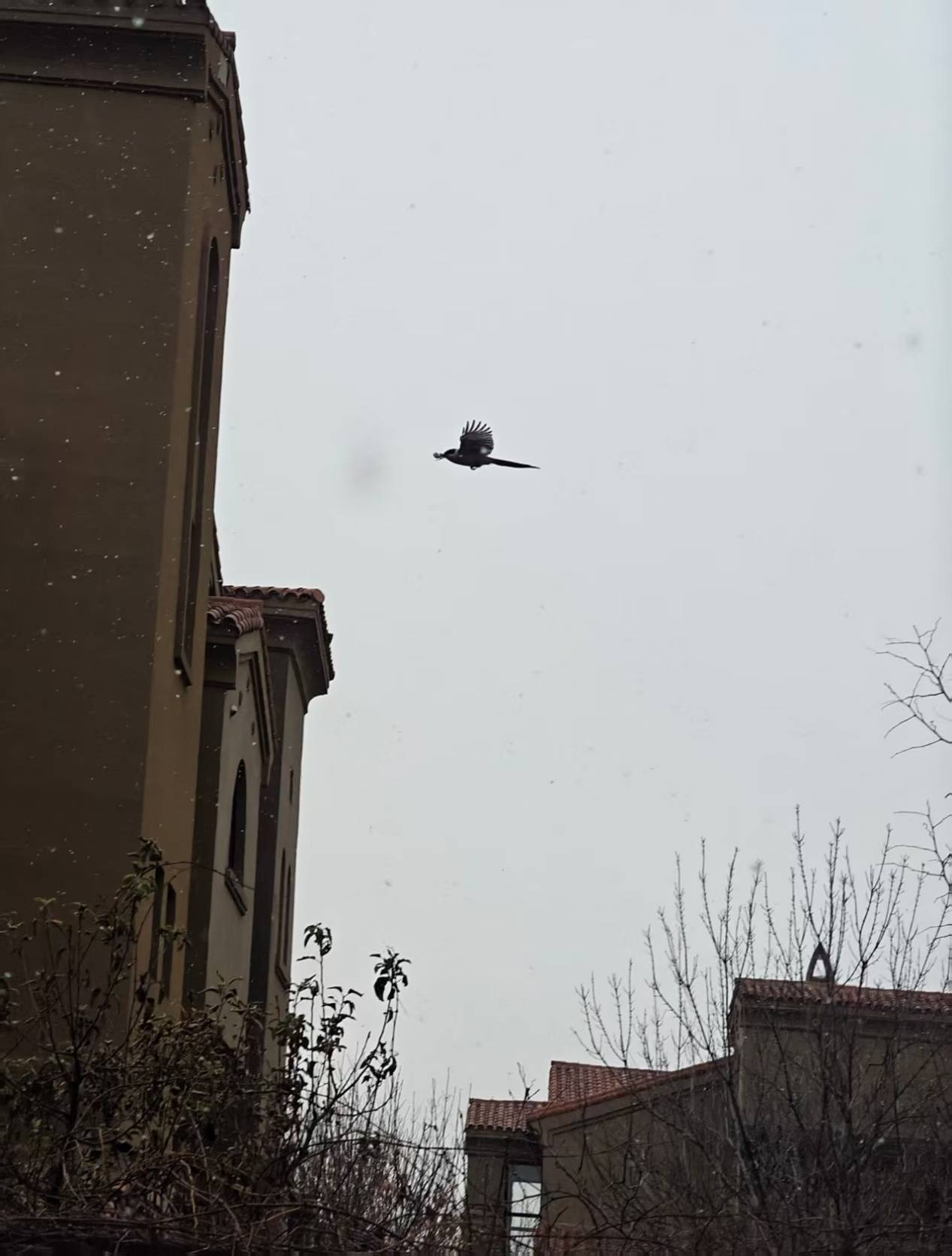 高管每月3万请陪读 监控孩子从小备战清北