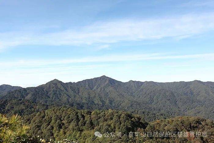 云南哀牢山新规出台：禁止任何单位和个人擅入哀牢山自然保护区，从事科研活动须报批