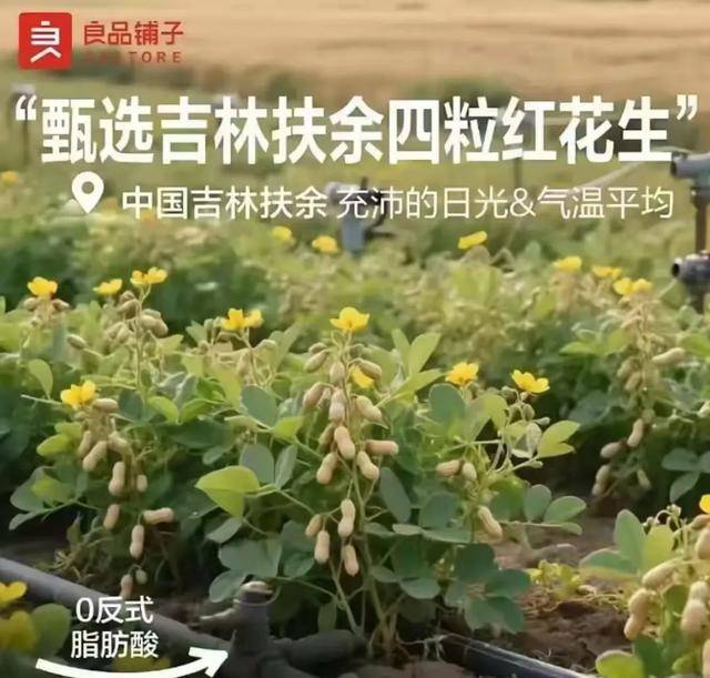 “花生上树”闹剧:AI翻车背后,我们都在弄丢常识?