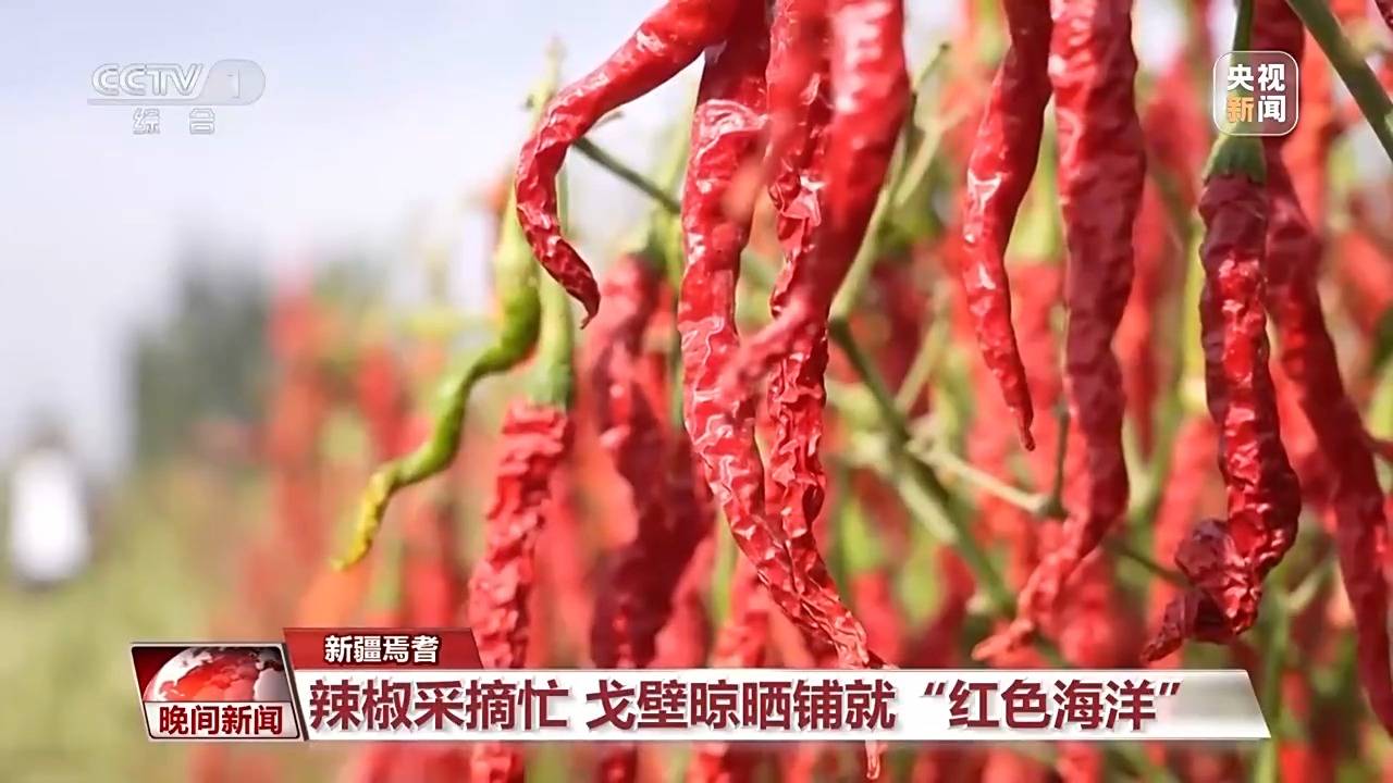 金秋时节好“丰”景 田间地头抢收忙