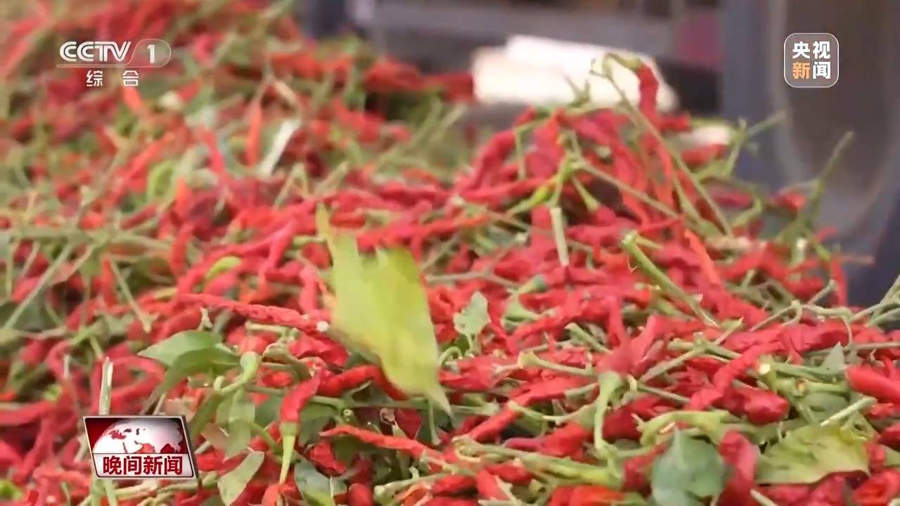 金秋时节好“丰”景 田间地头抢收忙