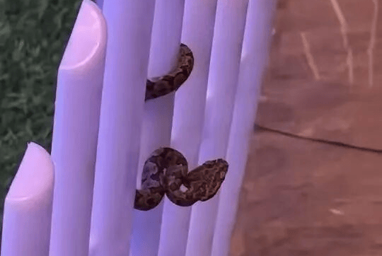 九寨沟一酒店大堂出现蝮蛇,小孩还摸了蛇头!当地通报:孩子没被咬伤,已全面排查