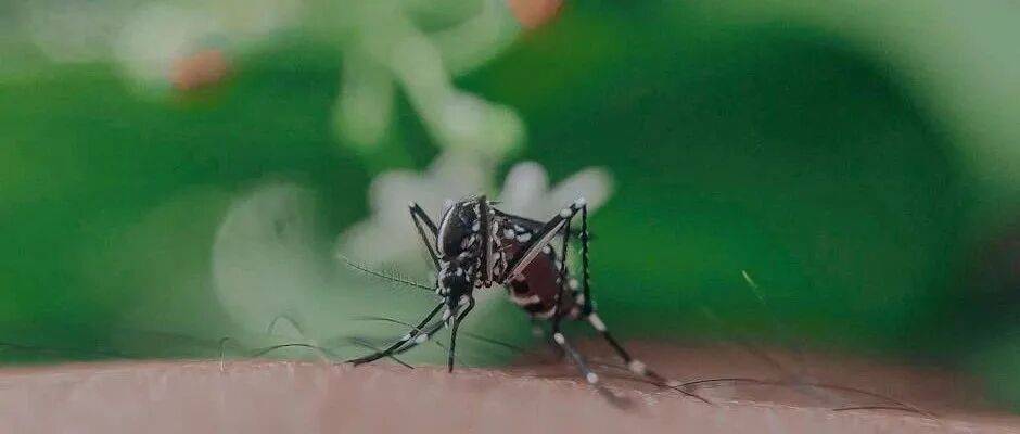 事关“基孔肯雅热”,广东最新通报!涉17地市!江门的情况是...