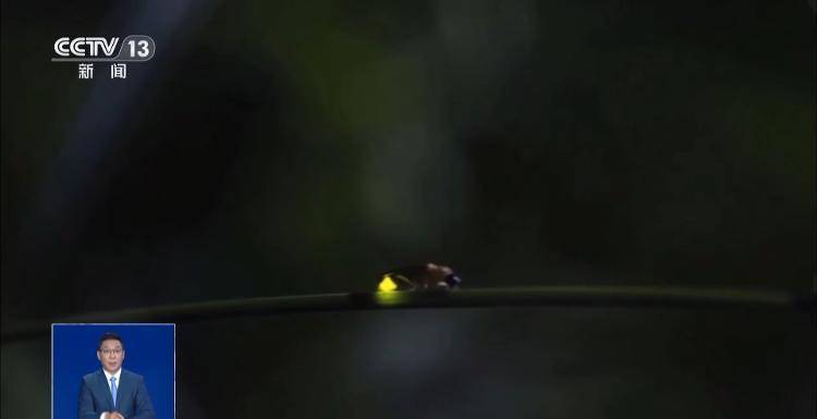 网传萤火虫濒临灭绝,是真的吗?