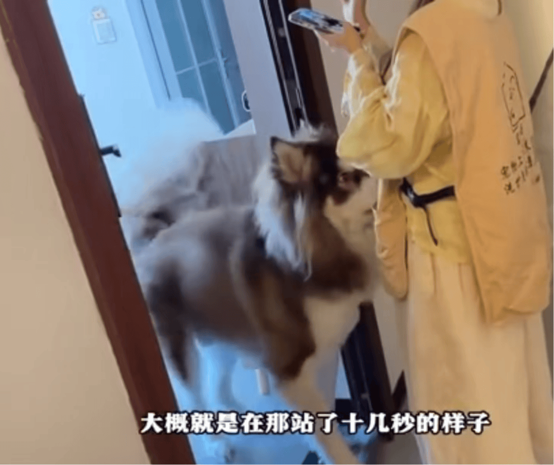 女子上门代喂,被100多斤阿拉斯加犬咬伤遭毁容,狗主人称不担全责