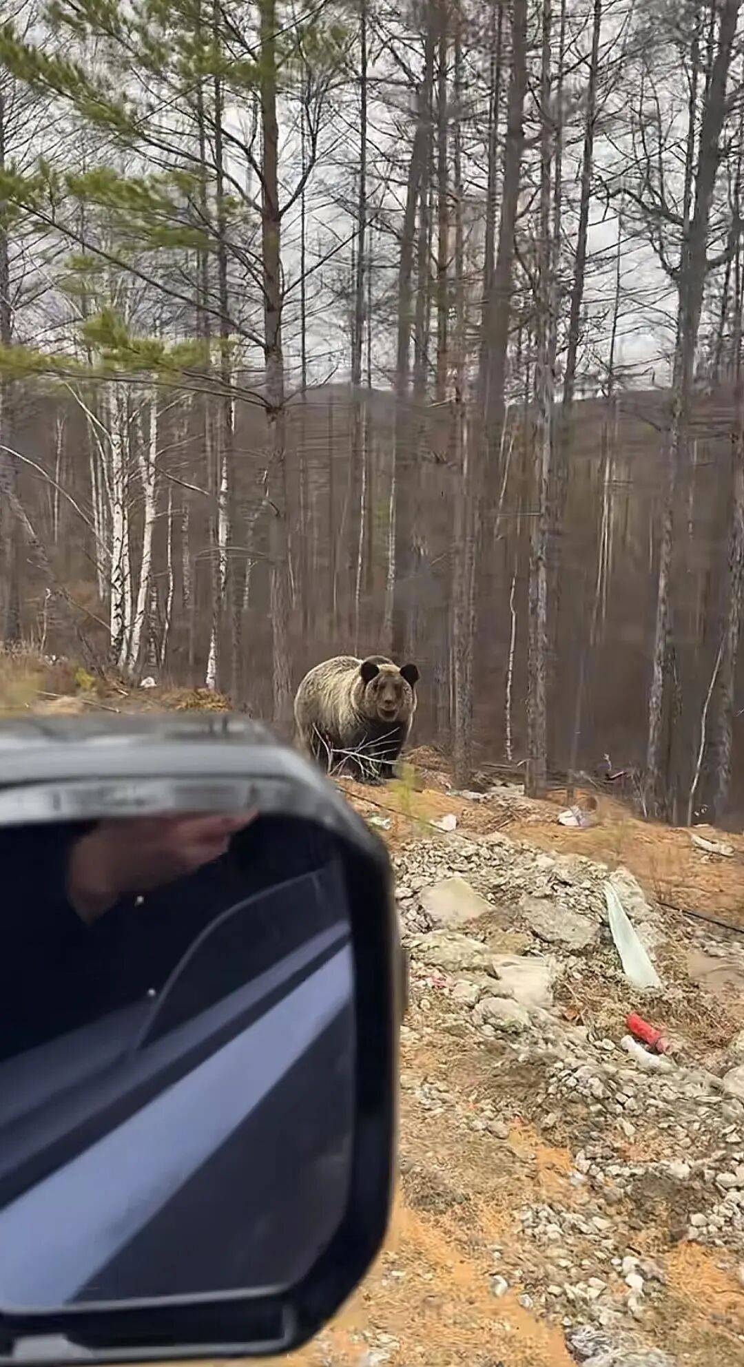 男子在大兴安岭林区偶遇野生棕熊,附近垃圾成片被吐槽,当事人:已有人员打扫