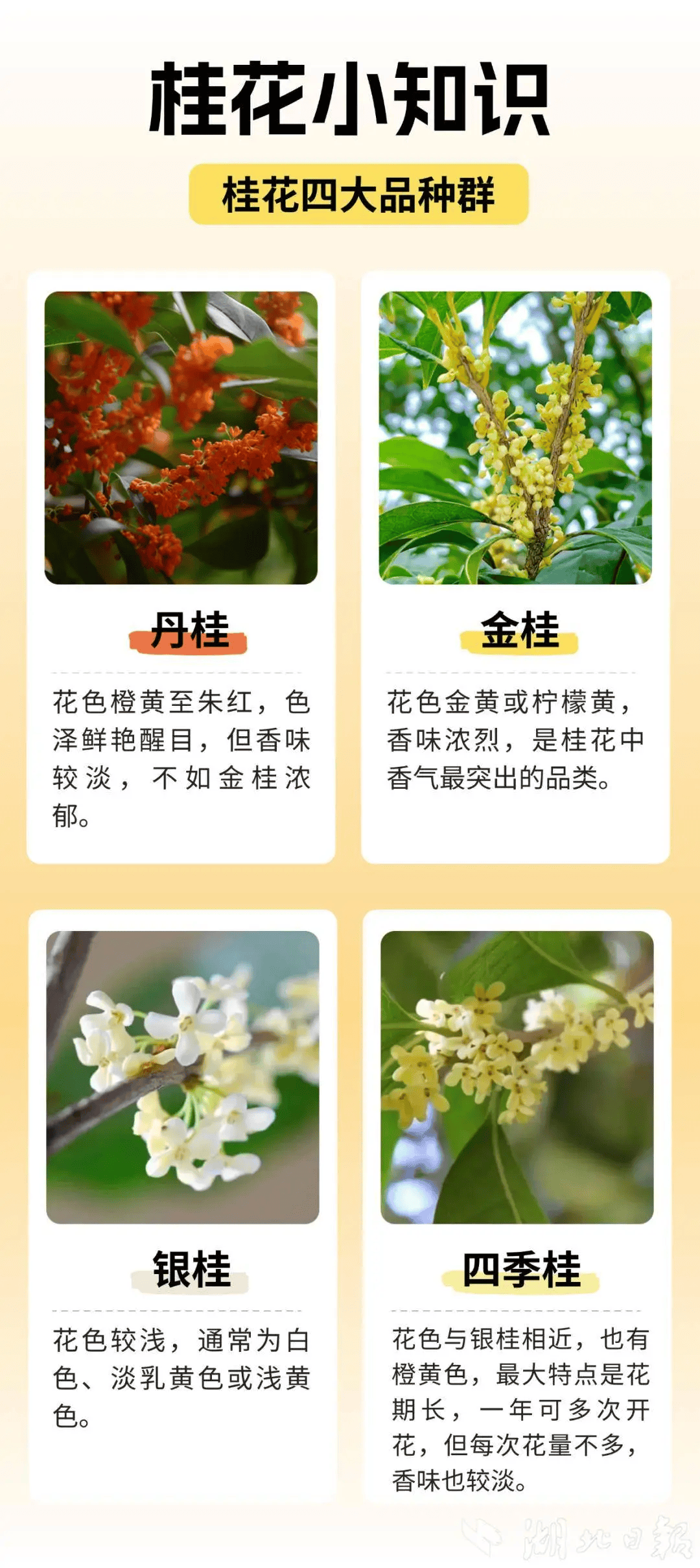 满城都是甜甜的!不要捡,不要吃!