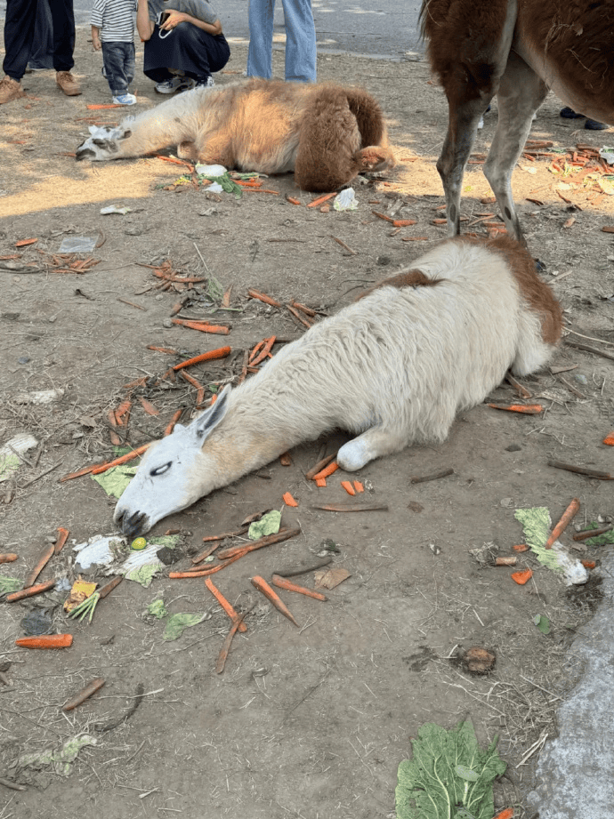 网友称一动物园羊驼被投喂吃撑倒地翻白眼,园方回应:确实吃饱了