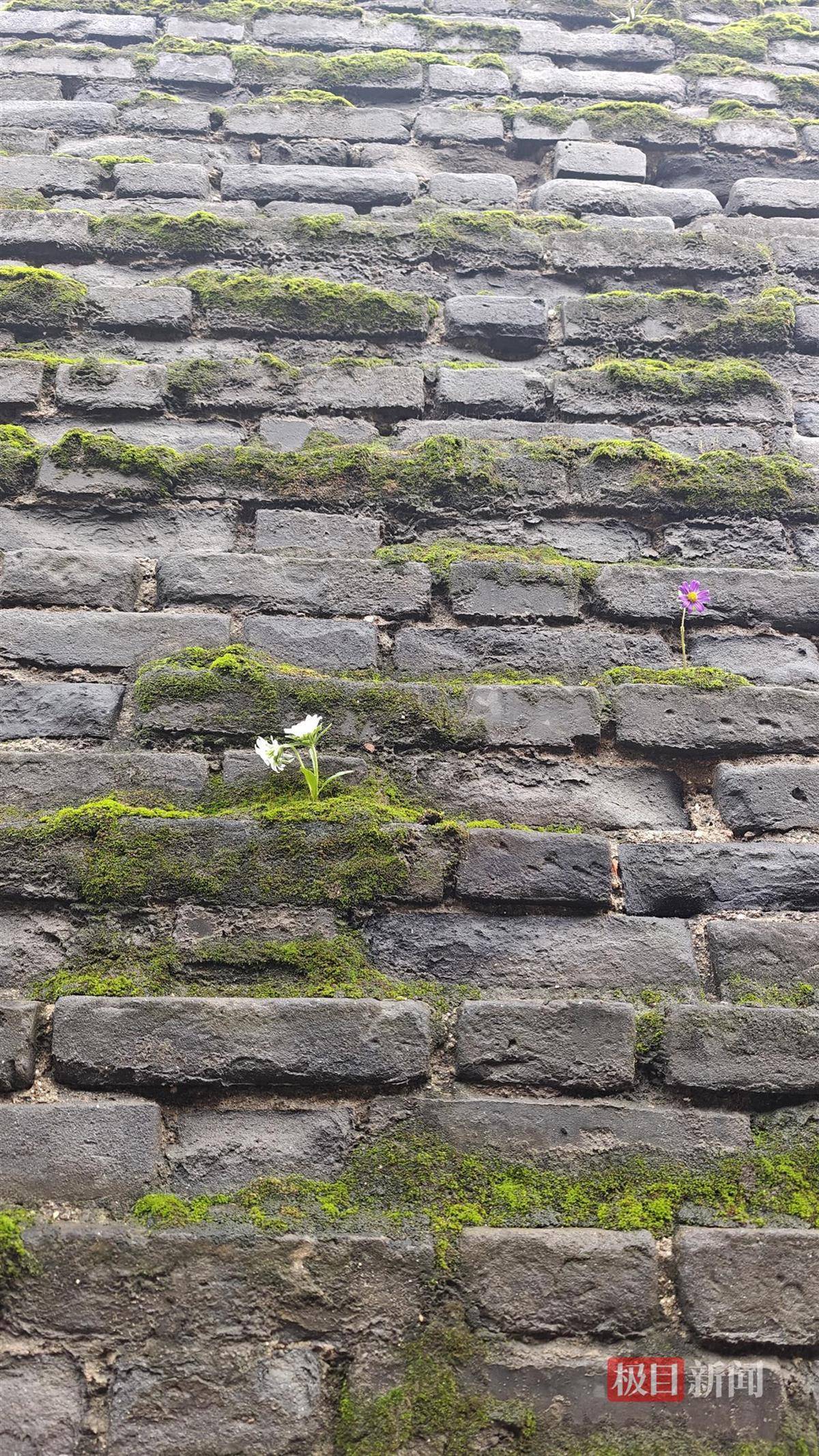 西安连续一个多月降雨遍地长蘑菇，大雁塔受潮，城墙布满青苔，气象局解释成因