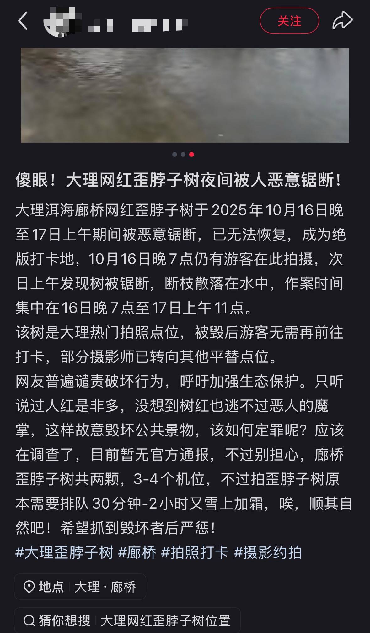 大理洱海网红“歪脖子树”疑被人砍断,当地最新回应:现场调查无线索,警方介入调查
