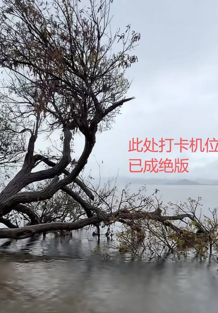 大理洱海网红“歪脖子树”疑被人砍断,当地最新回应:现场调查无线索,警方介入调查