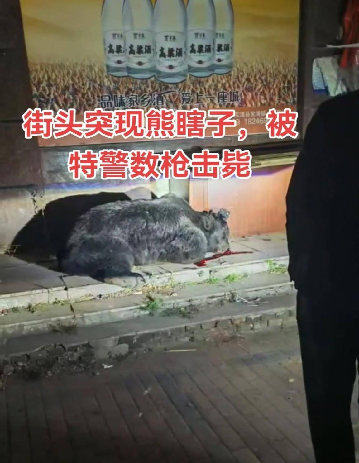 大黑熊夜里独闯黑龙江一县城闹市区,警方连开10多枪击毙,回应为何没用麻醉枪