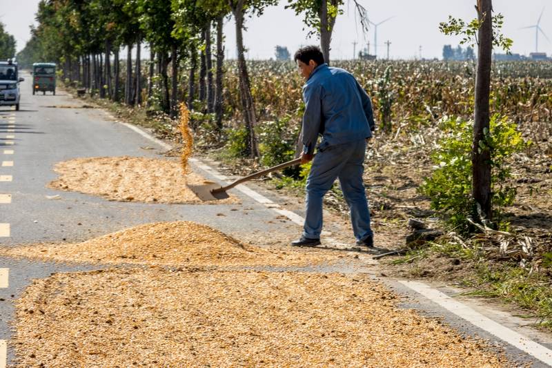 阴雨50天,他用3200块救回30万斤玉米